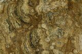 Polished Miocene Stromatolite (Chlorellopsis) - Crimea #362973-1